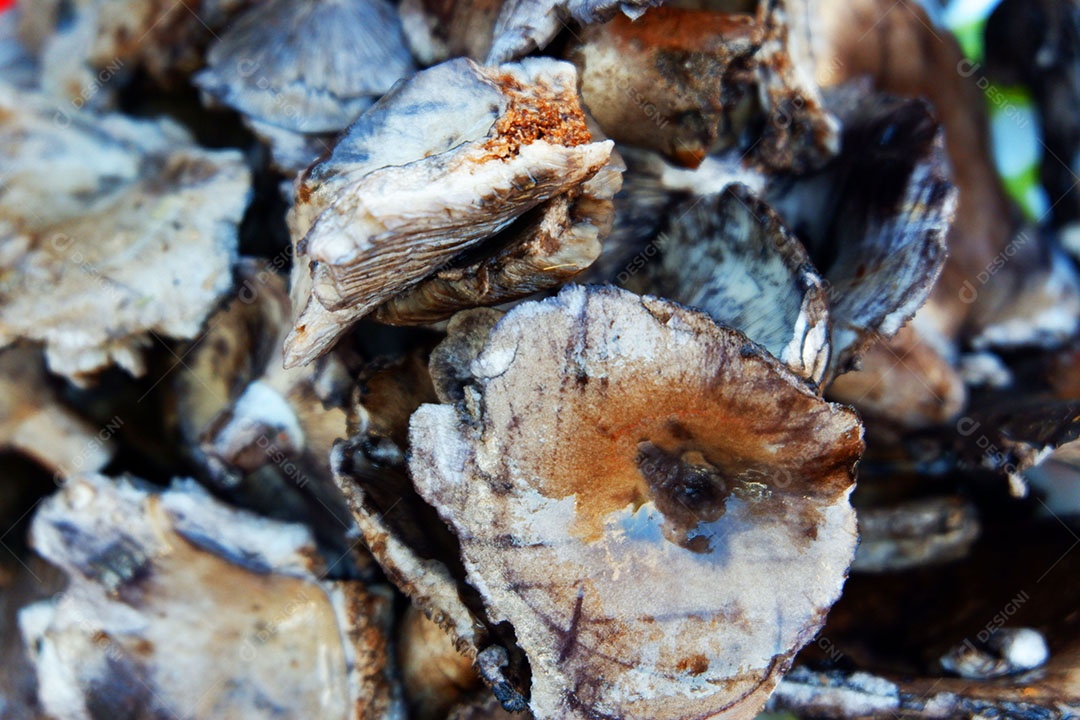 Cogumelo de solo preto da floresta