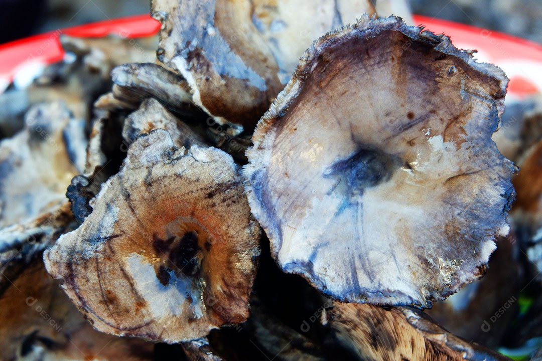 Cogumelo de solo preto da floresta