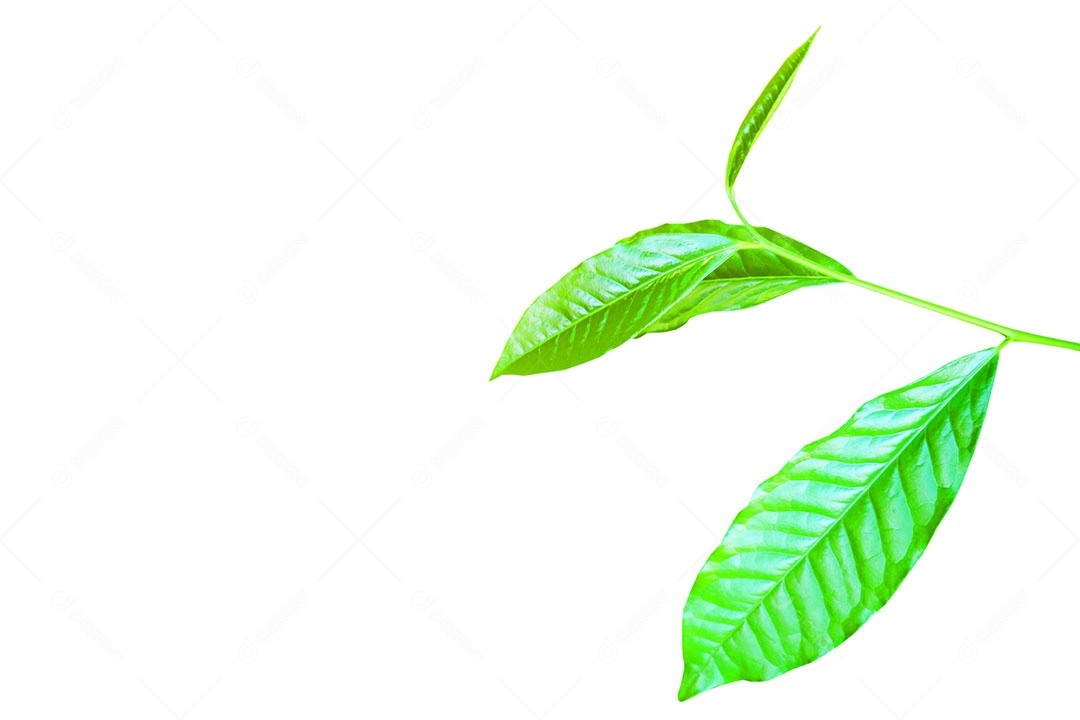 Padrão de planta jovem superior isolado no fundo branco