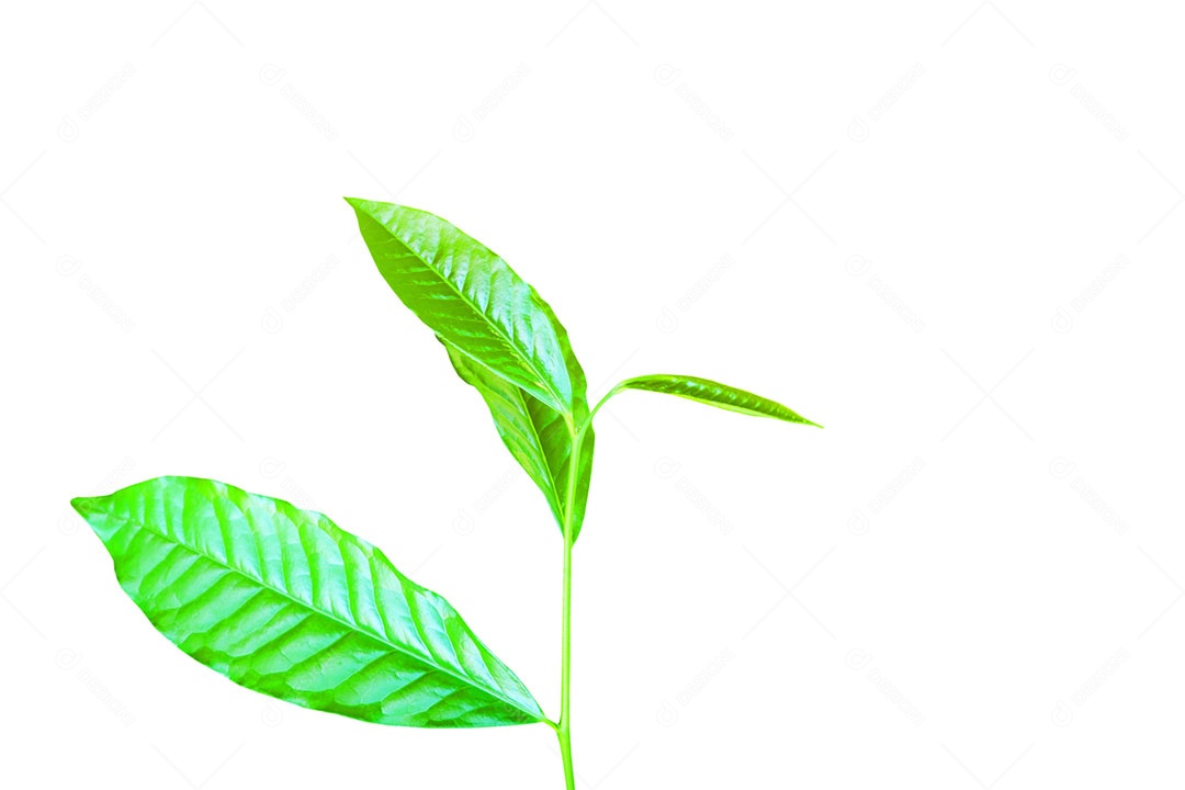 Padrão de planta jovem superior isolado no fundo branco