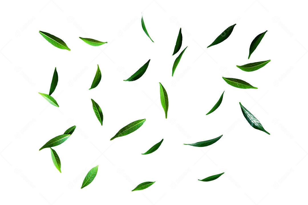 Padrão de planta jovem superior isolado no fundo branco