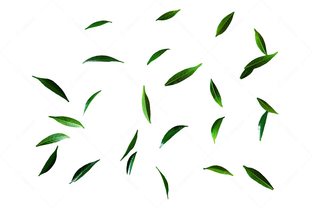 Padrão de planta jovem superior isolado no fundo branco