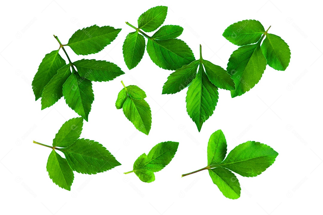 Padrão de planta jovem superior isolado no fundo branco