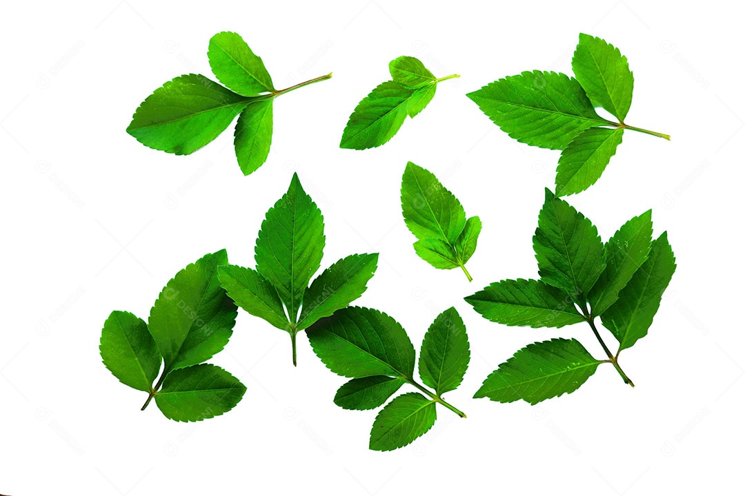 Padrão de planta jovem superior isolado no fundo branco