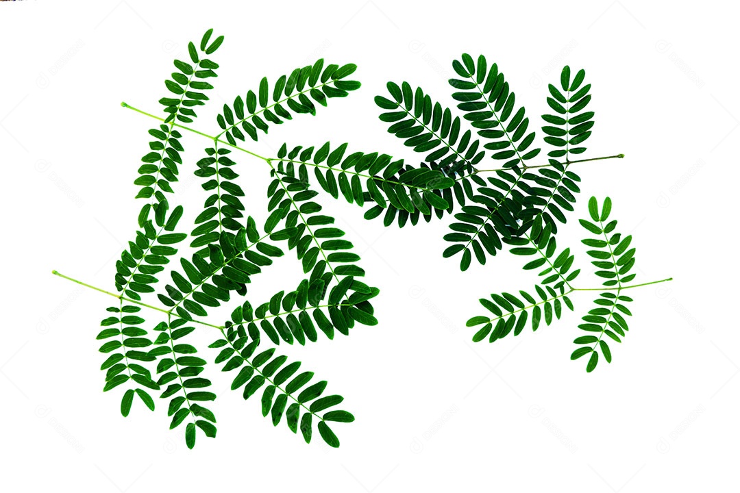 Neptunia oleracea Lour padrão de folha isolado no fundo branco