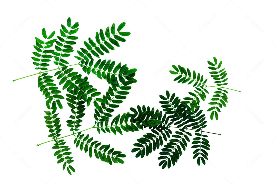 Neptunia oleracea Lour padrão de folha isolado no fundo branco