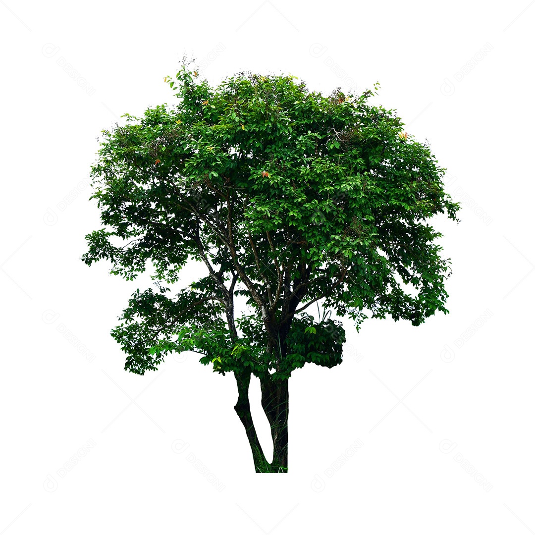 Árvore verde fresca é isolada no fundo branco Para uso em design decorativo Tanto o jardim quanto o arquiteto.