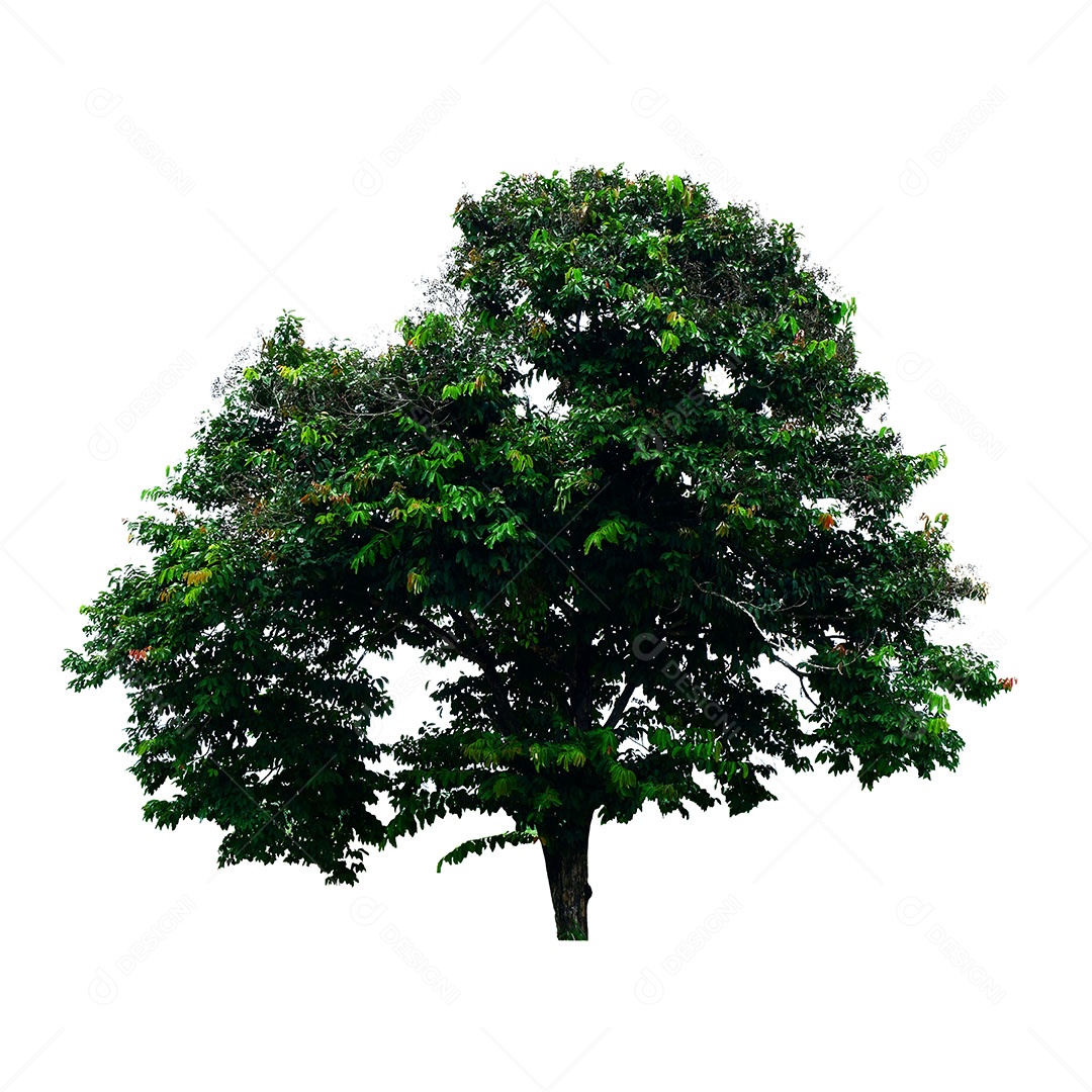 Árvore verde fresca é isolada no fundo branco Para uso em design decorativo Tanto o jardim quanto o arquiteto.