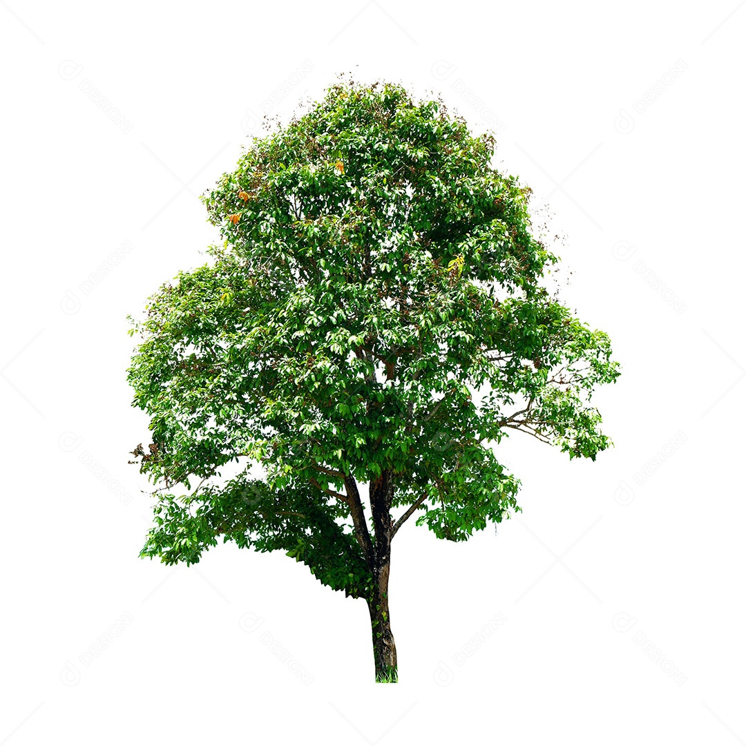 Árvore verde fresca é isolada no fundo branco Para uso em design decorativo Tanto o jardim quanto o arquiteto.