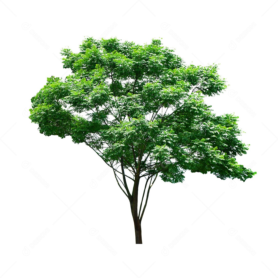 Árvore verde fresca é isolada no fundo branco Para uso em design decorativo Tanto o jardim quanto o arquiteto.