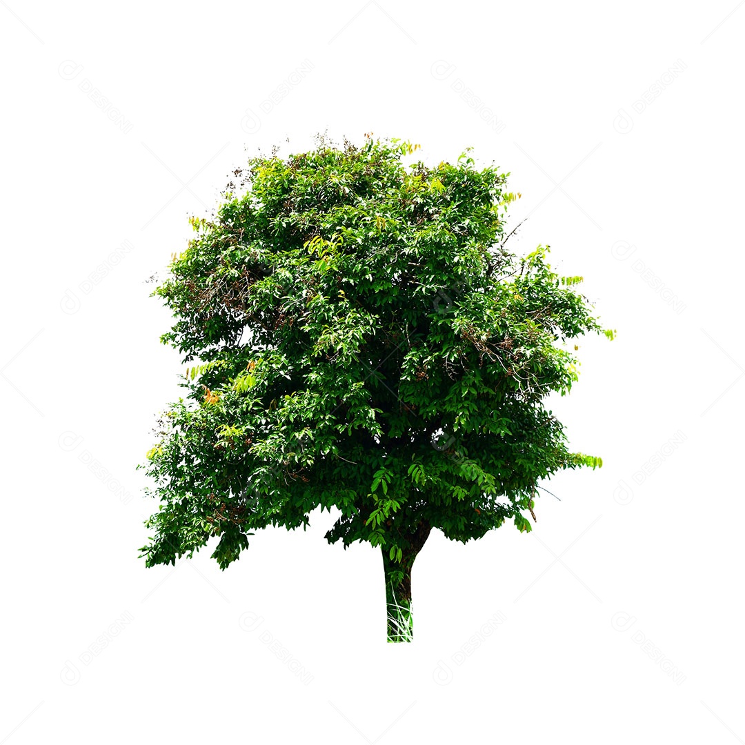 Árvore verde fresca é isolada no fundo branco Para uso em design decorativo Tanto o jardim quanto o arquiteto.