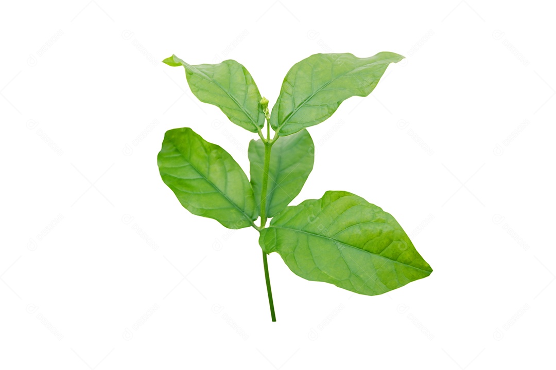 Brotos jovens de jasmim ou árvore de jasminum isolados no fundo branco