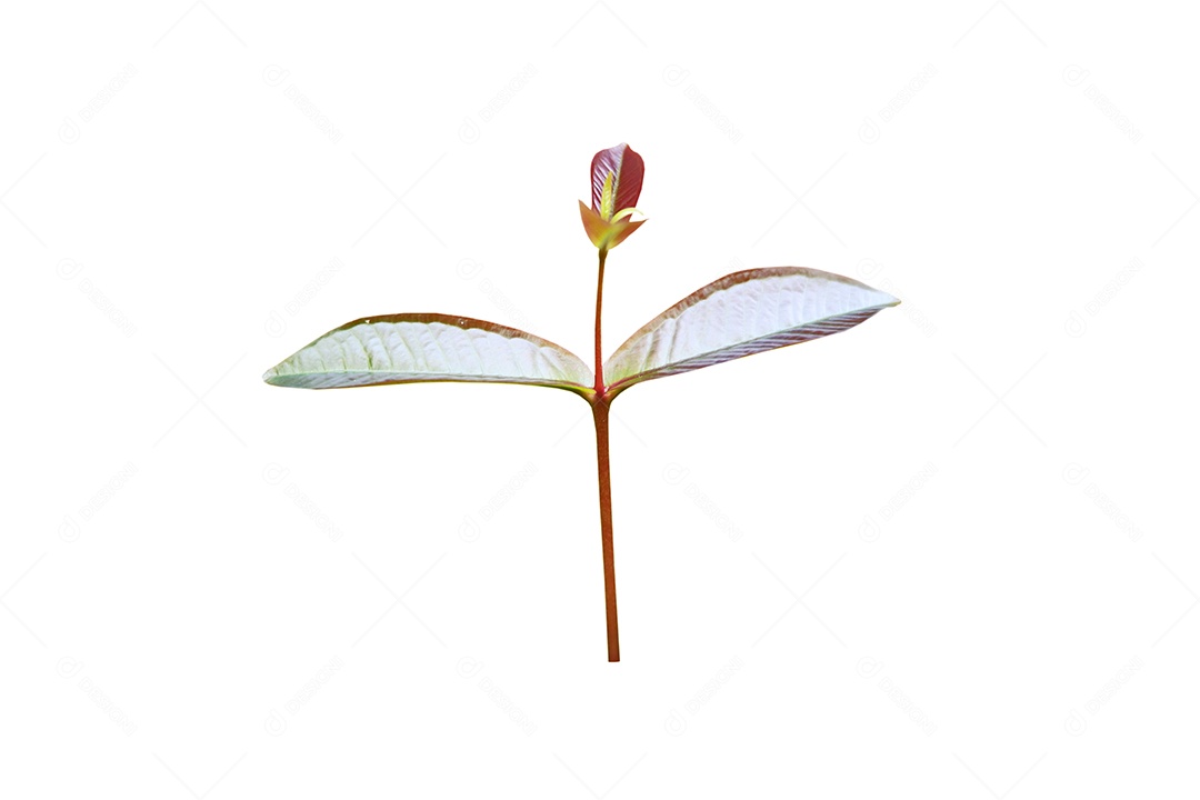 Rebentos de árvore Syzygium ou Syzygium jambos (L.) Alston isolado no fundo branco