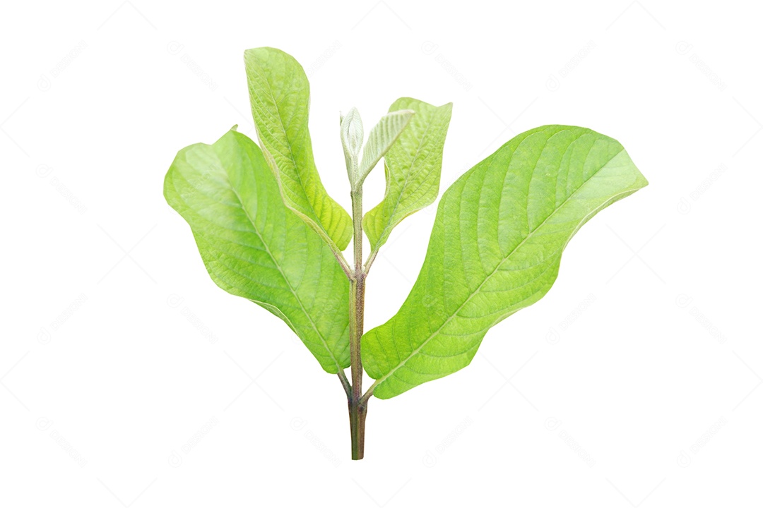 Brotos jovens da árvore Psidium guajava isolados no fundo branco