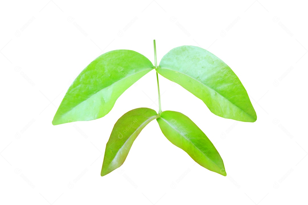 Rebentos de três cores Phyllanthus acidus ou Cerasus tree isolados no fundo branco