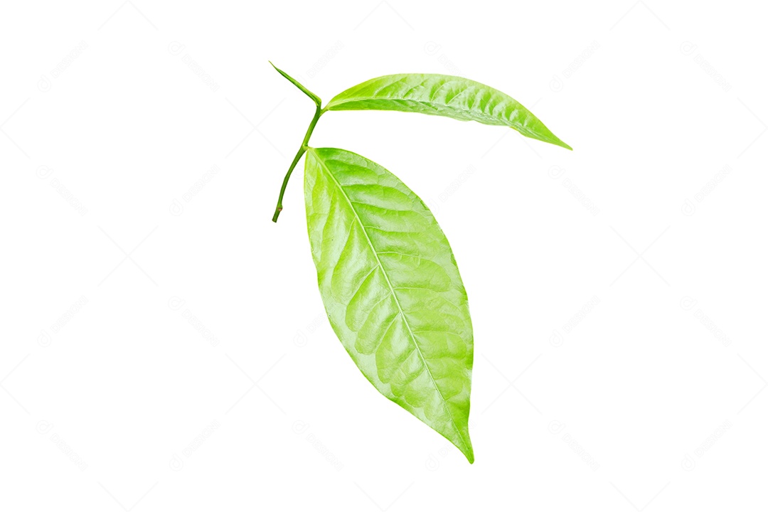 Rebentos de Camellia sinensis (L.) Kuntze var. assamica (J.W. Mast.) Kitam árvore isolada no fundo branco