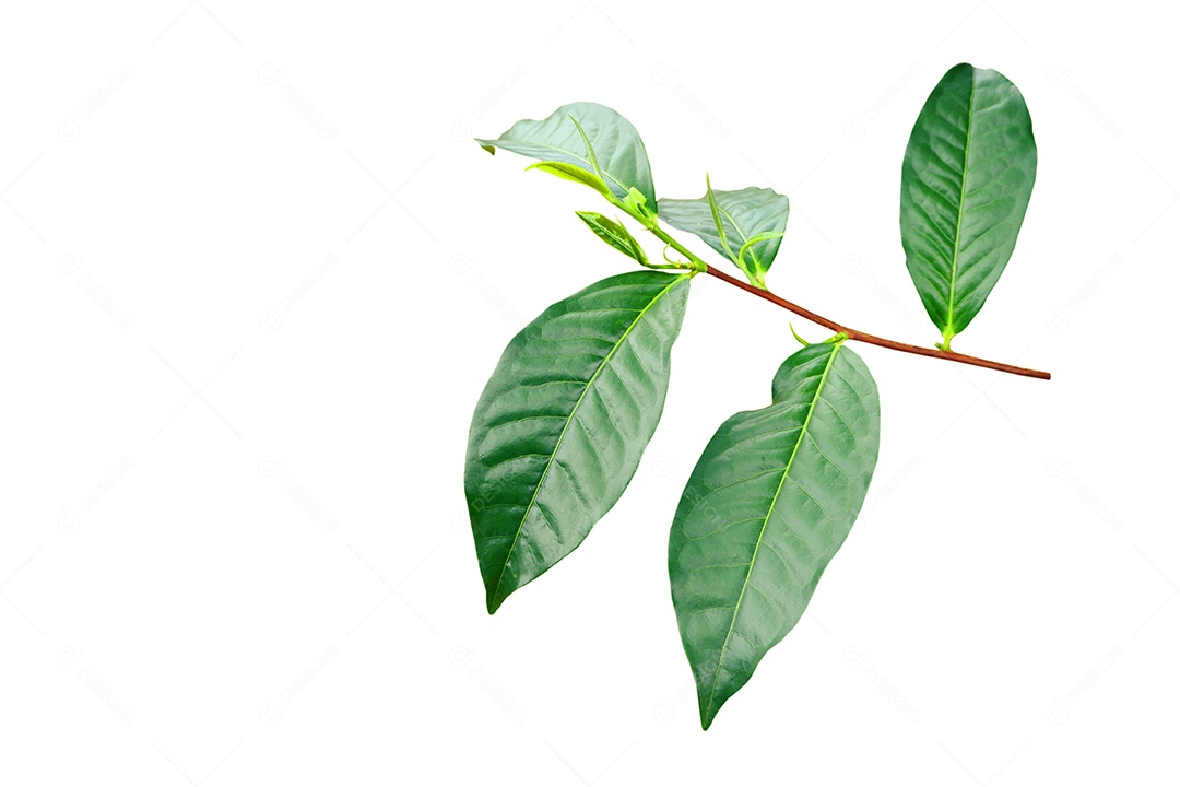 Rebentos de Camellia sinensis (L.) Kuntze var. assamica (J.W. Mast.) Kitam árvore isolada no fundo branco