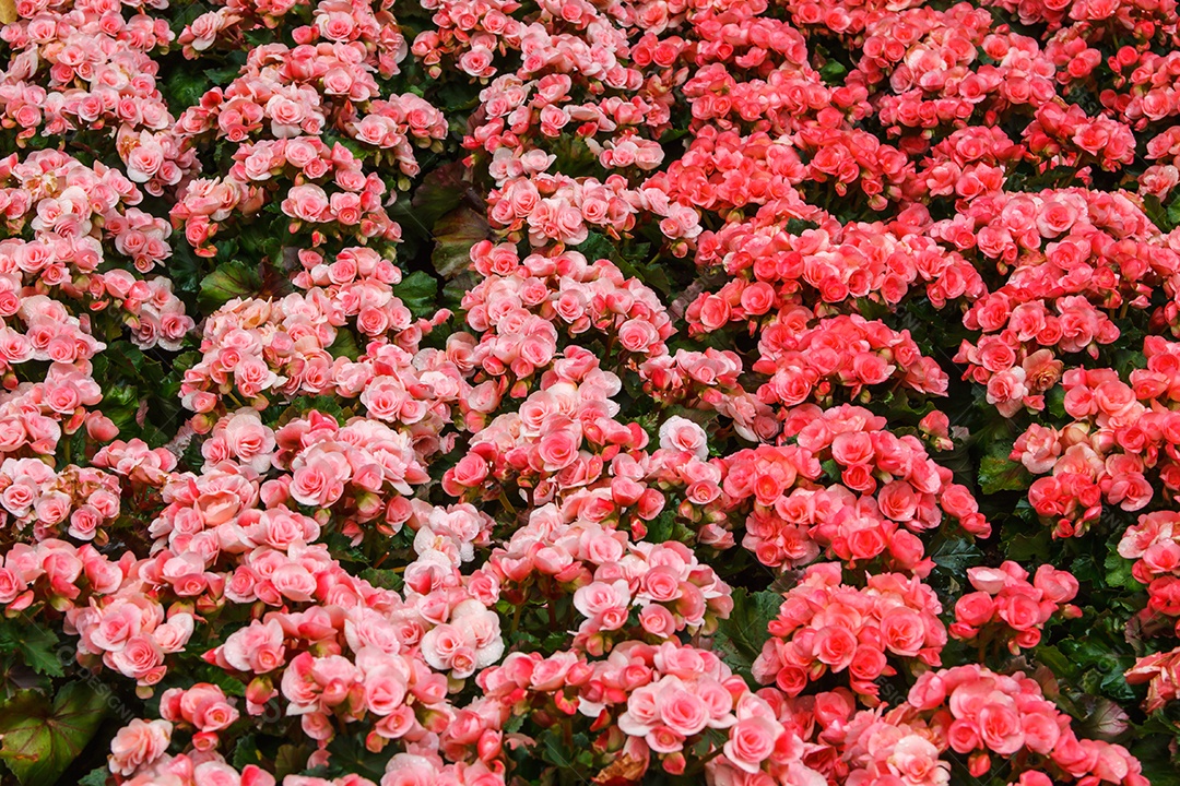Linda flor no jardim, flor colorida vermelha e rosa