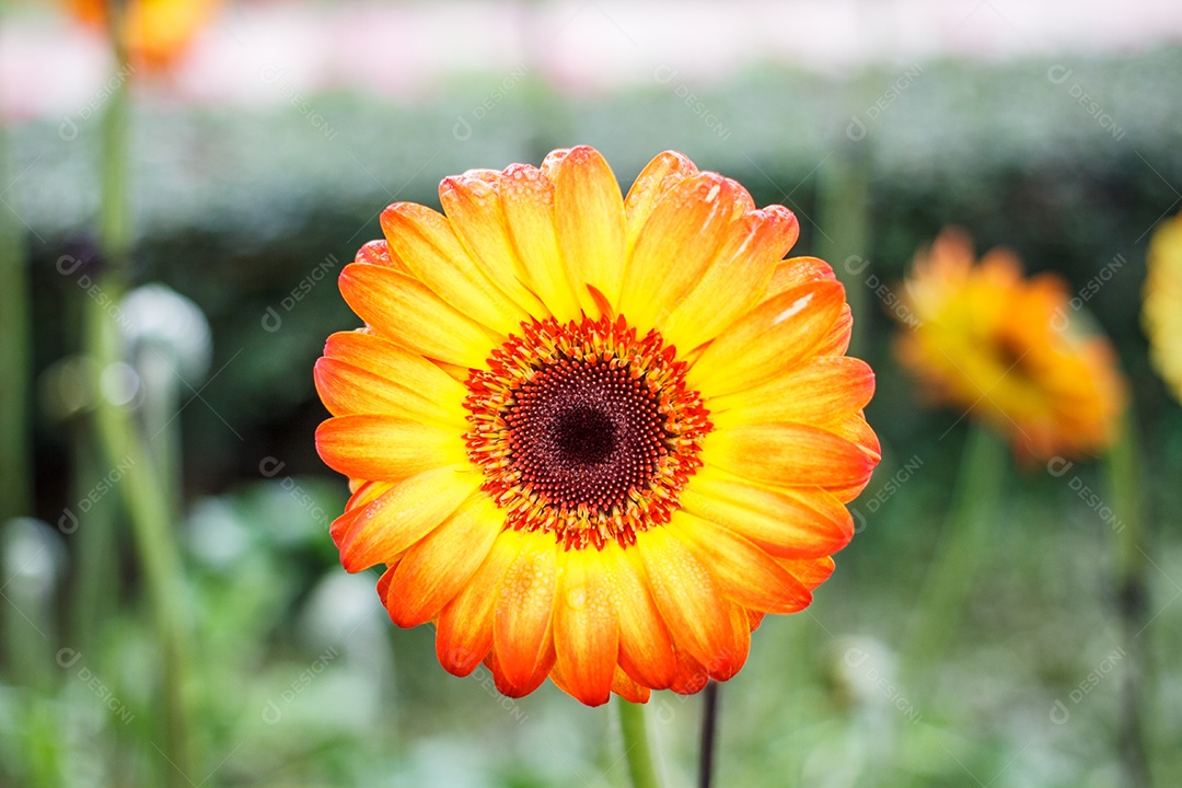 Flor desabrochando cor amarela e laranja