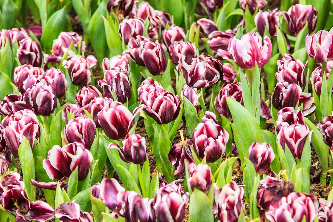 Tulipas coloridas. tulipas na primavera, tulipa colorida, cor roxa