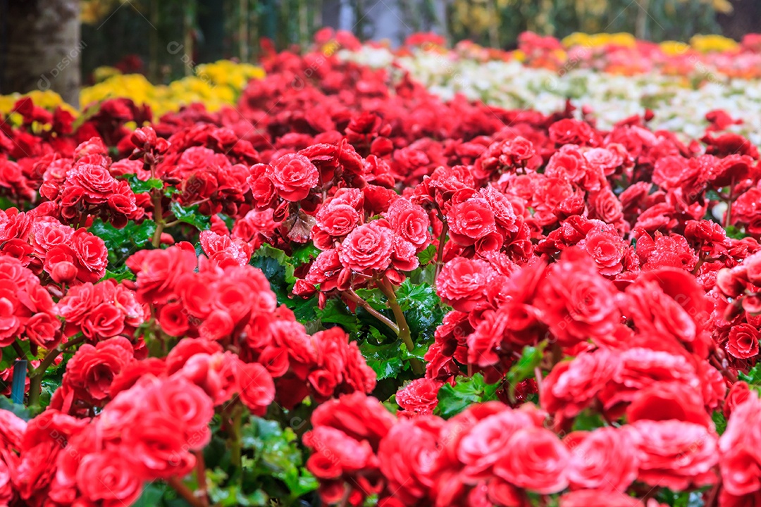 Flor vermelha no jardim do amor