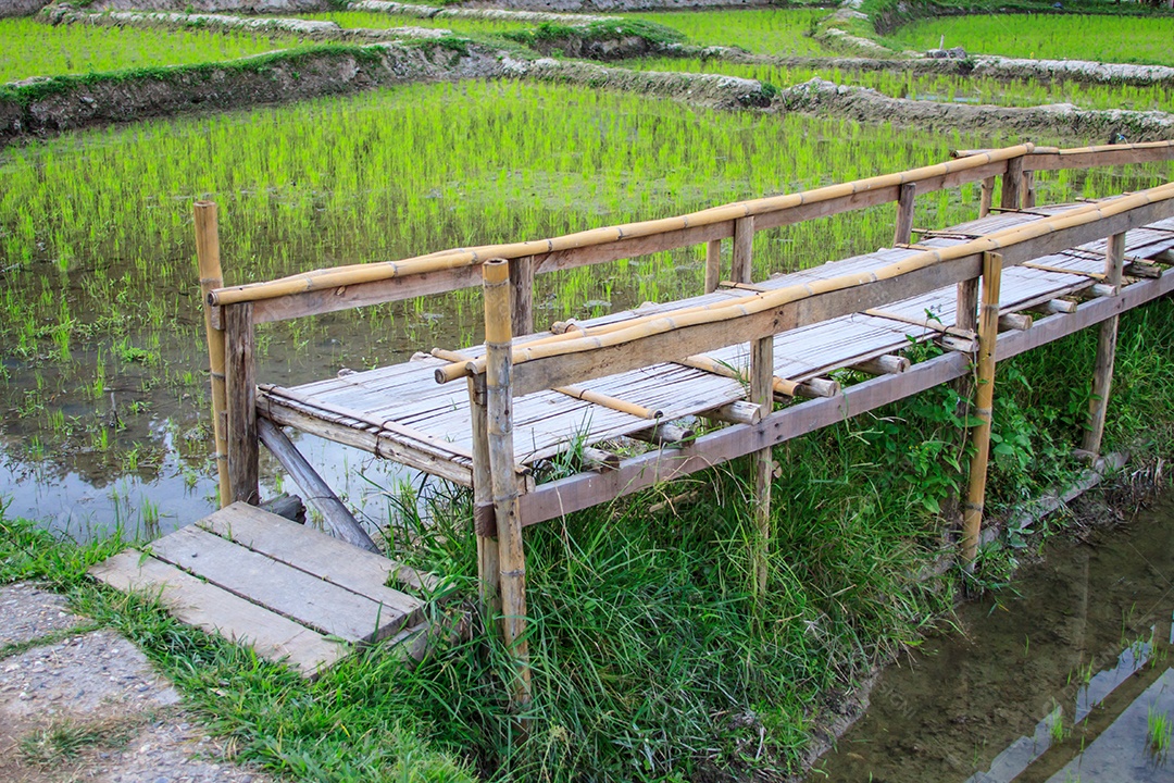 Campo de arroz, fundo verde de mudas de arroz.