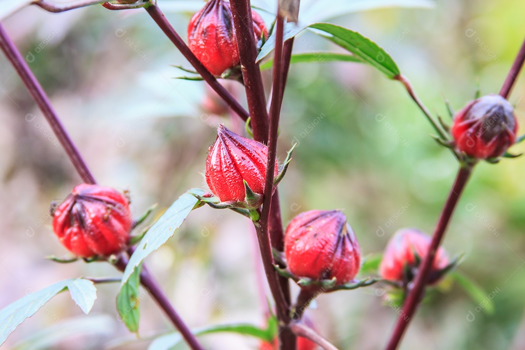 Roselle ou Hibiscus sabdariffa fruta na planta no jardim