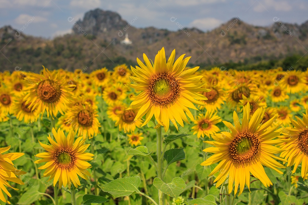 Planta de girassol no campo, Tailândia