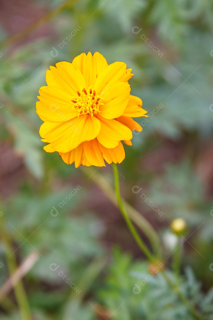 Flor amarela do cosmos florescendo