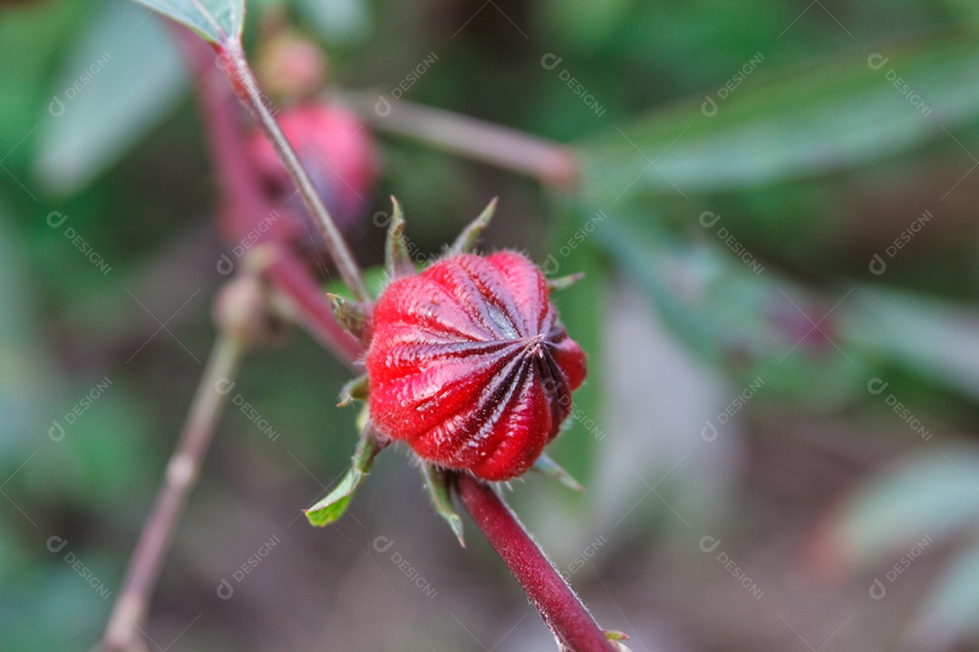 Hibiscus sabdariffa Roselle Alimentos Saudáveis ​​Medicina Alternativa