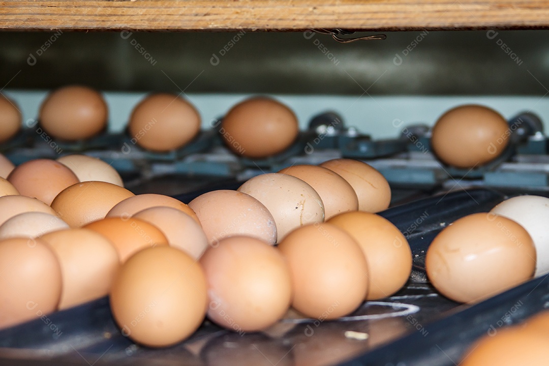 Ovos de galinha frescos e crus em uma bandeja transportadora