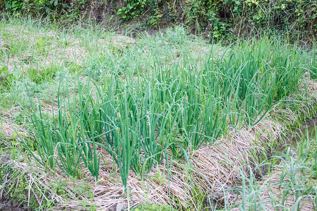 Campo de cebola na Tailândia