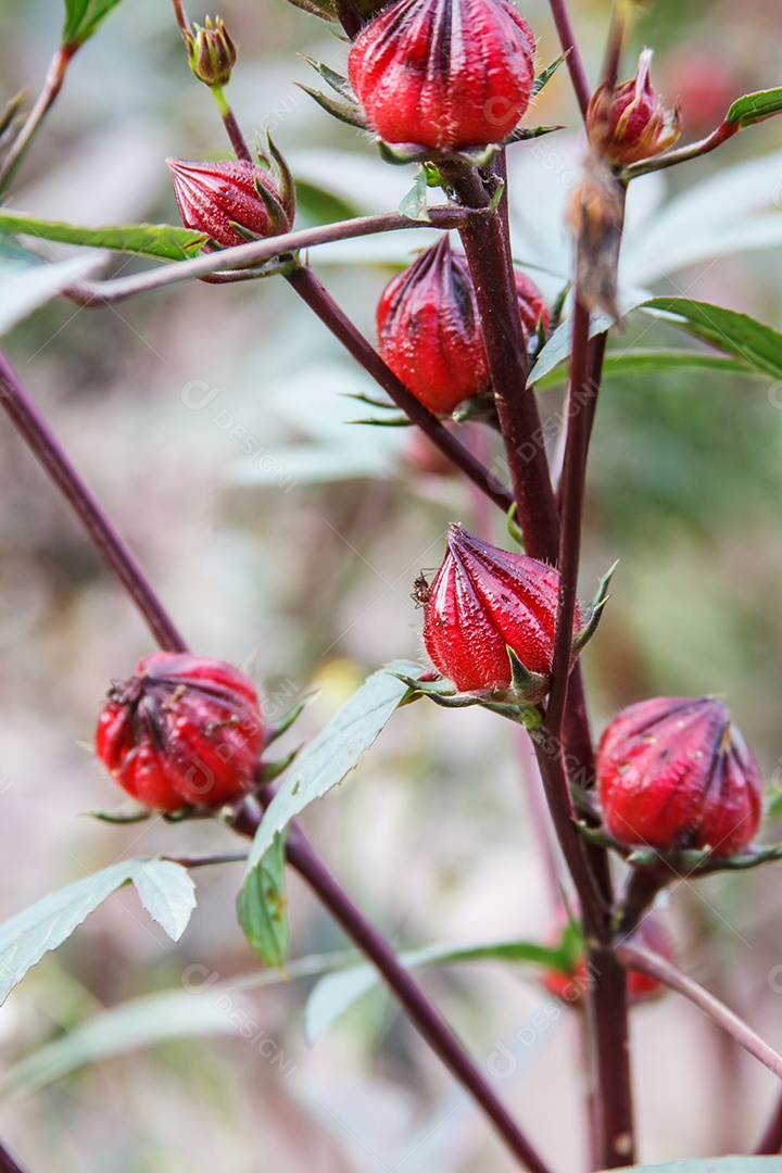 Roselle frutas, Hibiscus sabdariffa