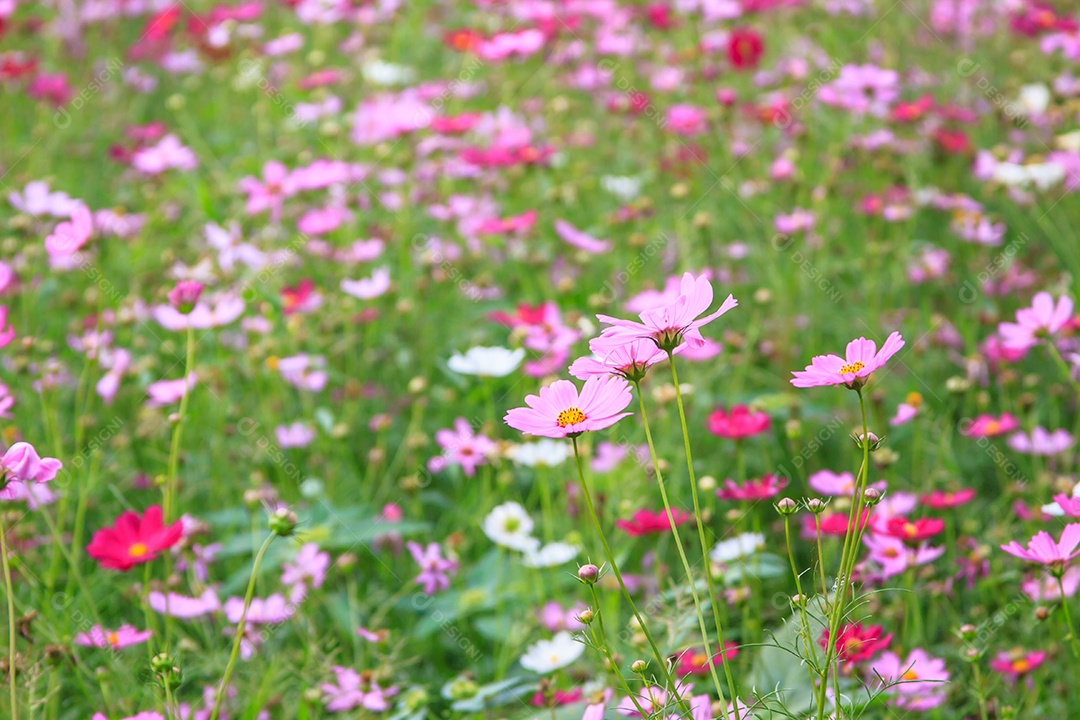 Linda flor cosmos rosa no fundo do jardim