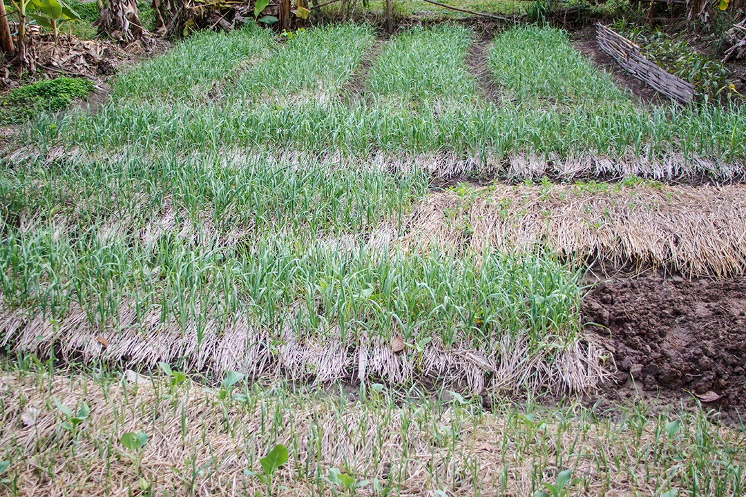 Mini campo de cebola na Tailândia