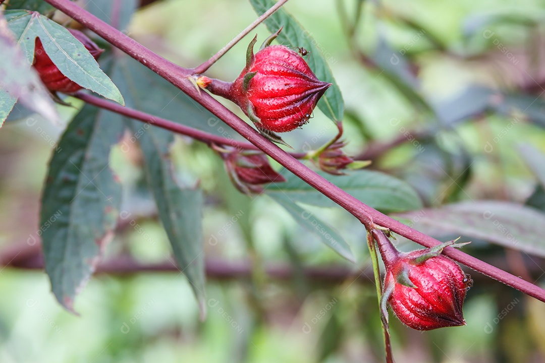Flor de rosela vermelha no jardim