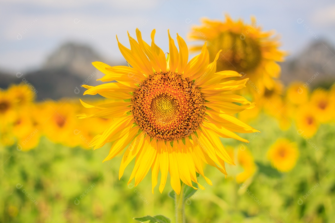 Belo girassol florescendo