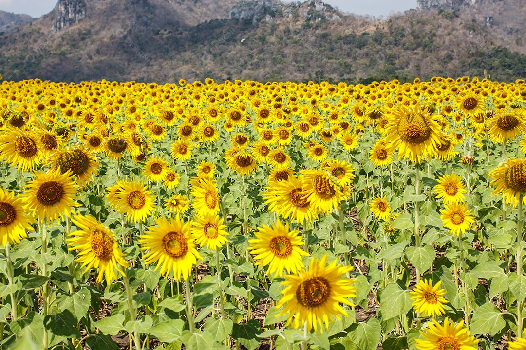 Campo de girassol na Tailândia está florescendo