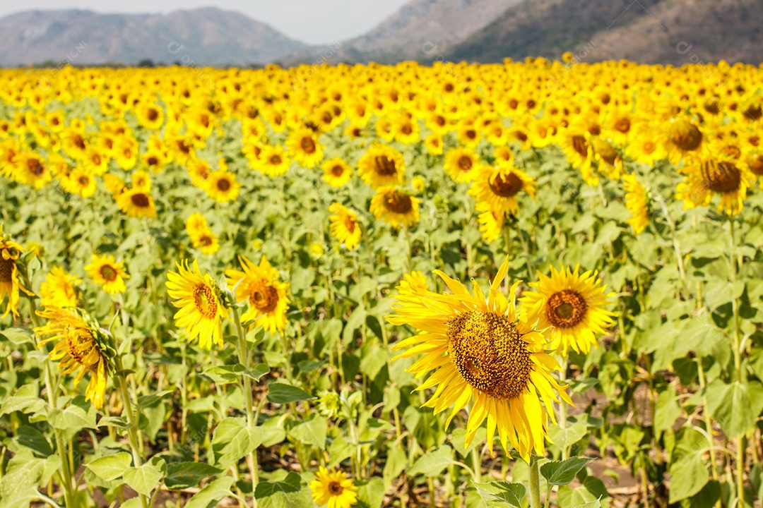 Lindo girassol está florescendo