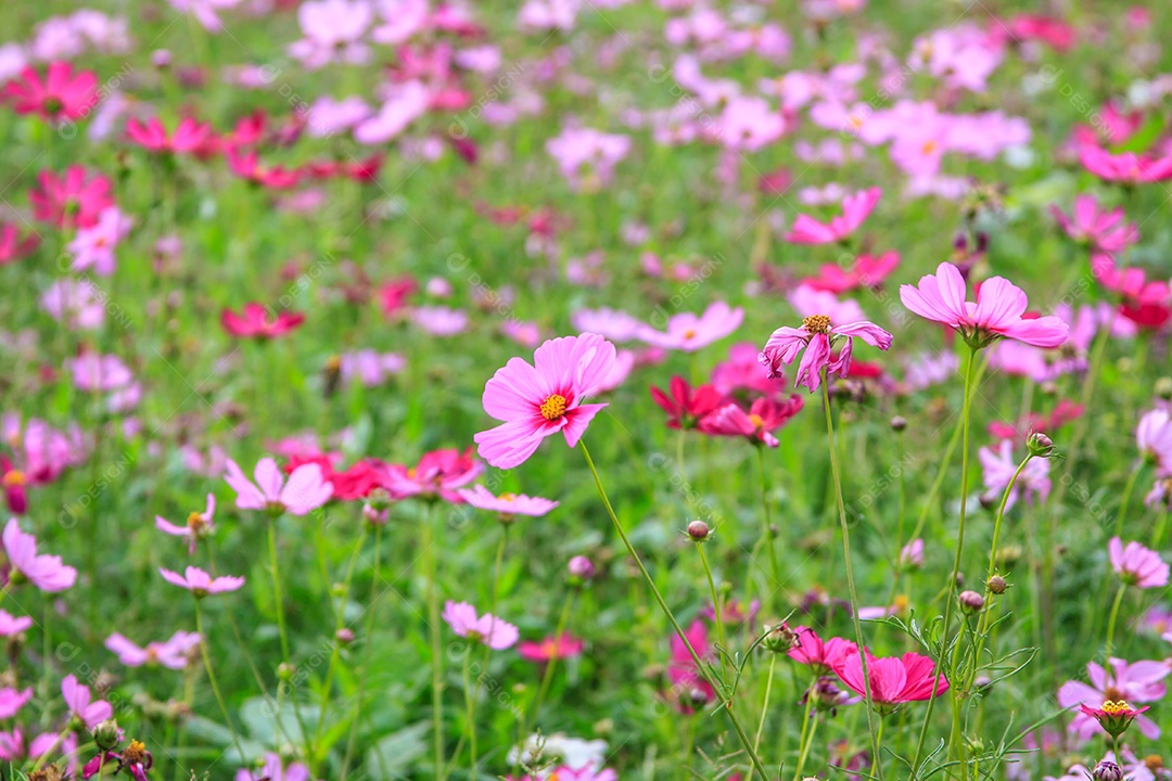 O campo de flores do cosmos no campo floresce e murcha