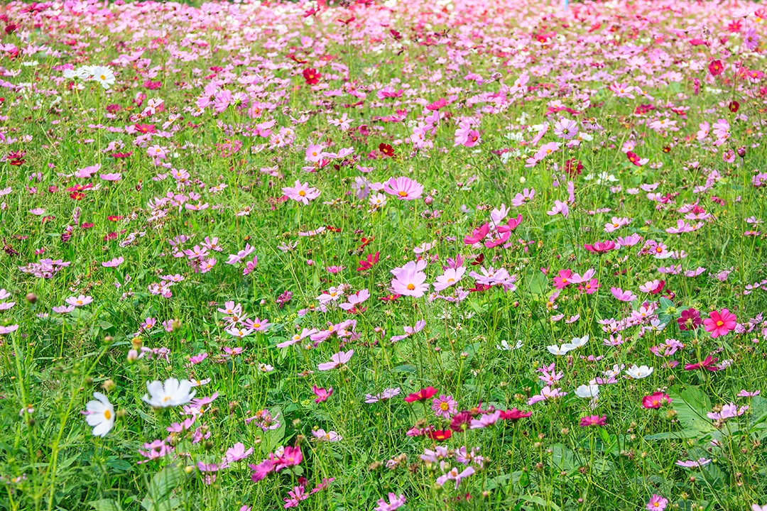 Campo de flores do cosmos na zona rural Nakhon Ratchasima Tailândia