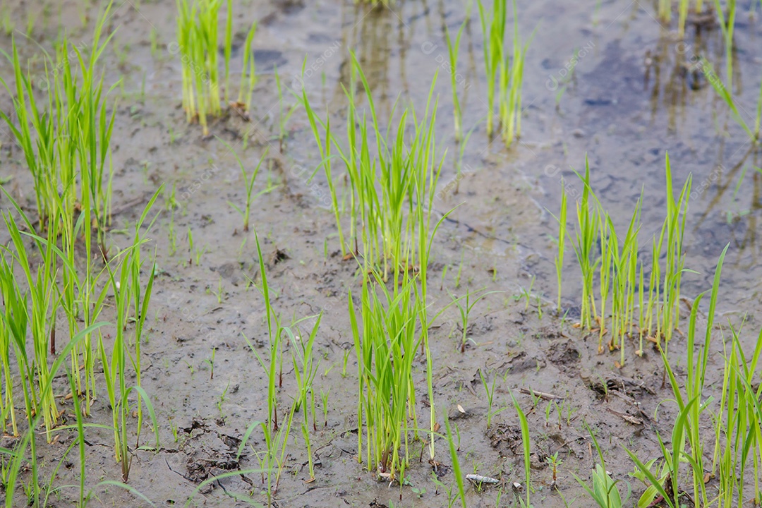 Broto de arroz no campo de arroz. Mudas de arroz fundo verde.