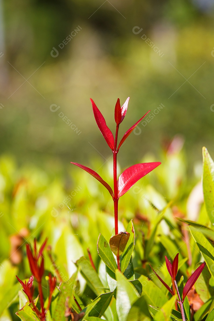 Folhas vermelhas de foco seletivo
