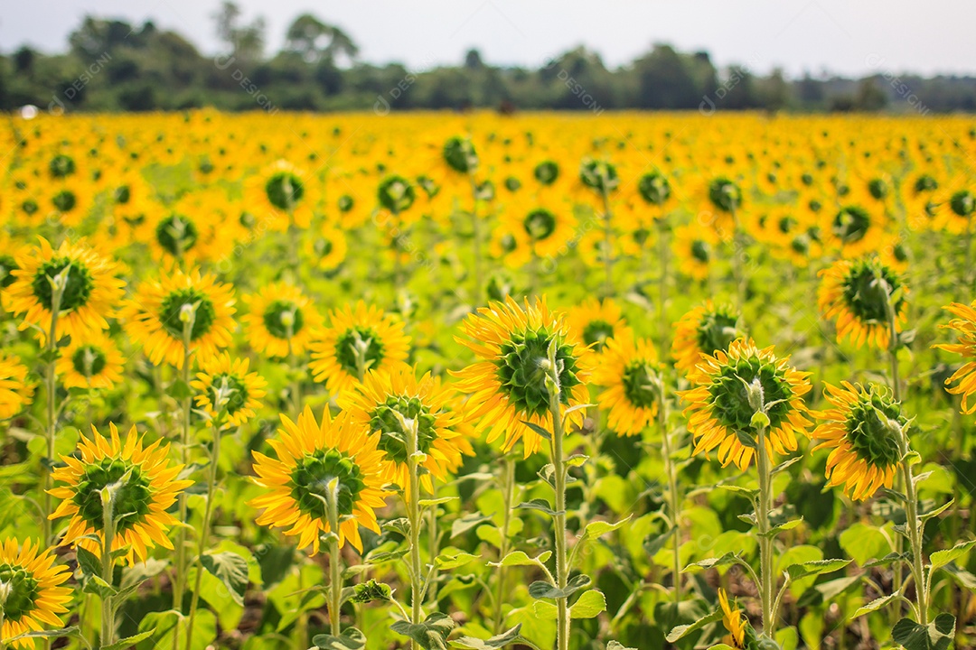 Campo de girassol na Tailândia está florescendo