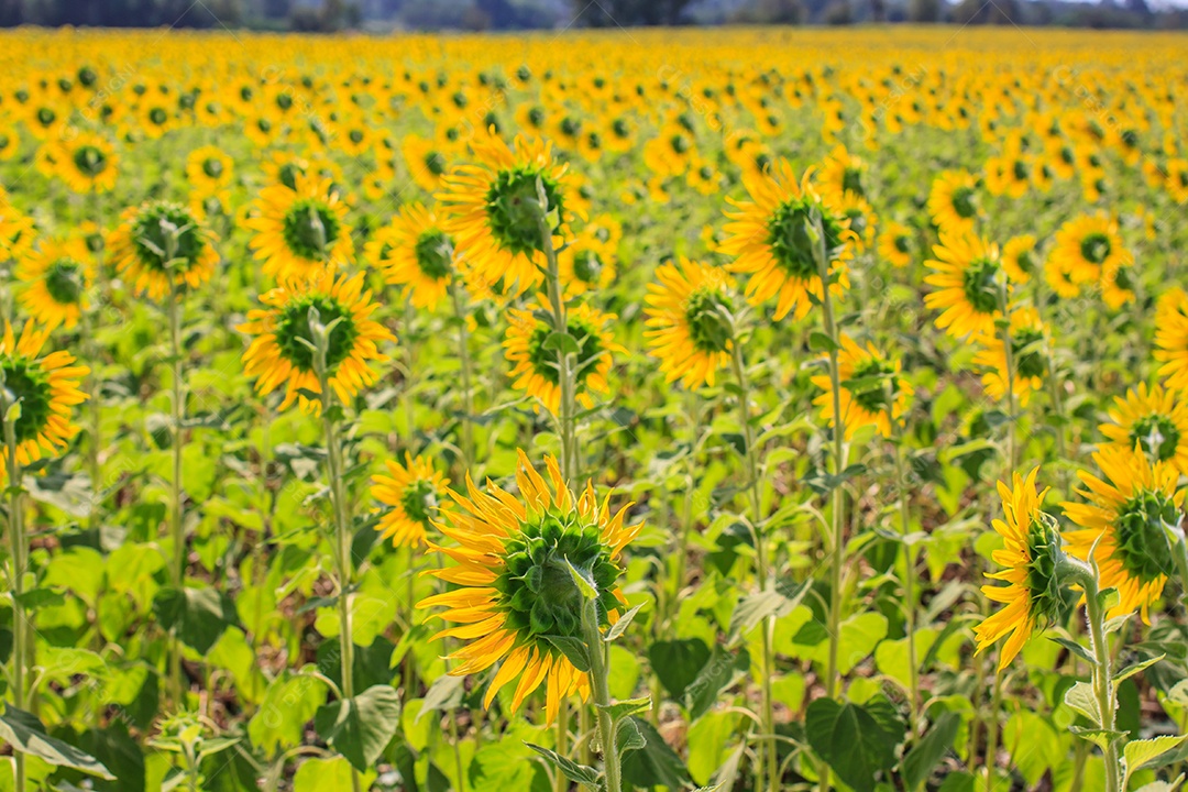 Campo de girassol, Tailândia
