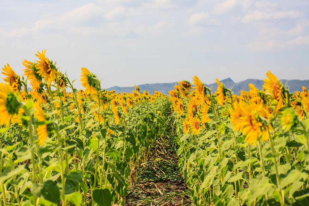 Girassol no campo com o céu azul