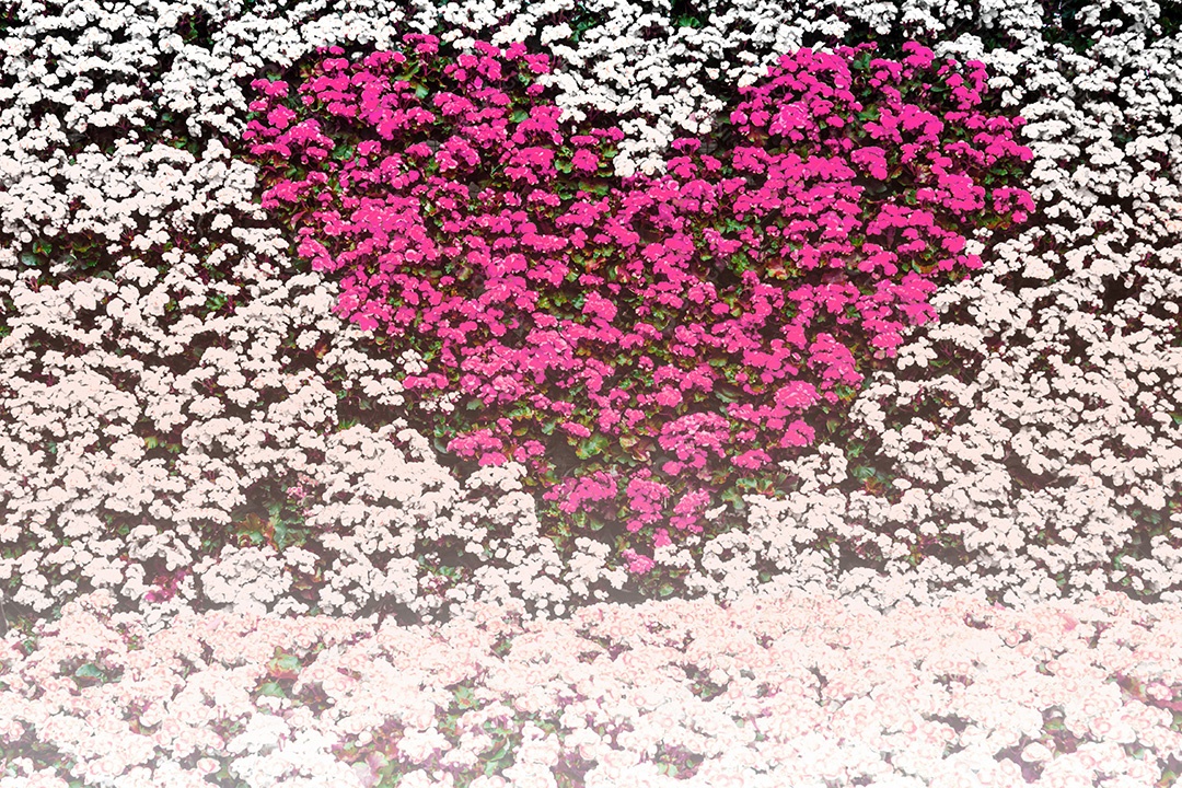 Bela parede de begônia tuberosa com begônia amarela no coração