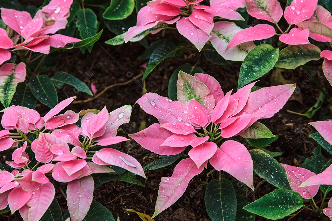 Poinsétias rosa de natal