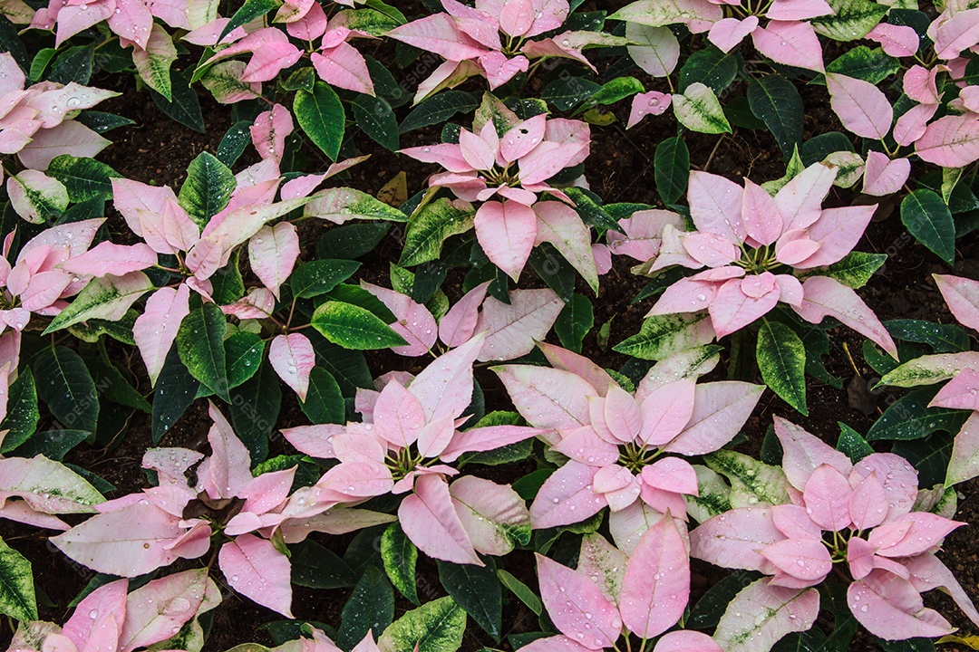 Poinsétias rosa brancas de natal