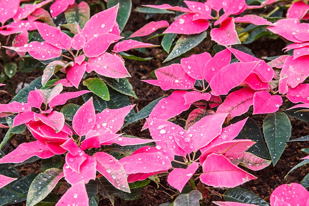 Close-up da flor rosa poinsétia
